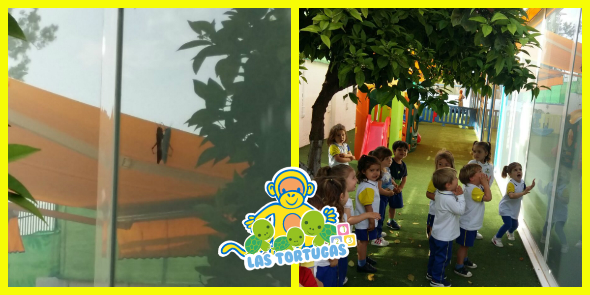 Descubrimos insectos junto a las tortugas Descubrimos insectos junto a las tortugas